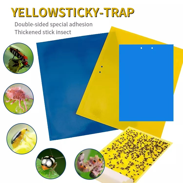 Pack Of 30 Insect Traps Sticky Traps Double Sided Adhesive